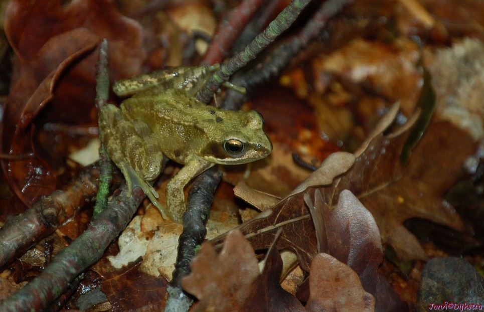 DSC_0020.JPG