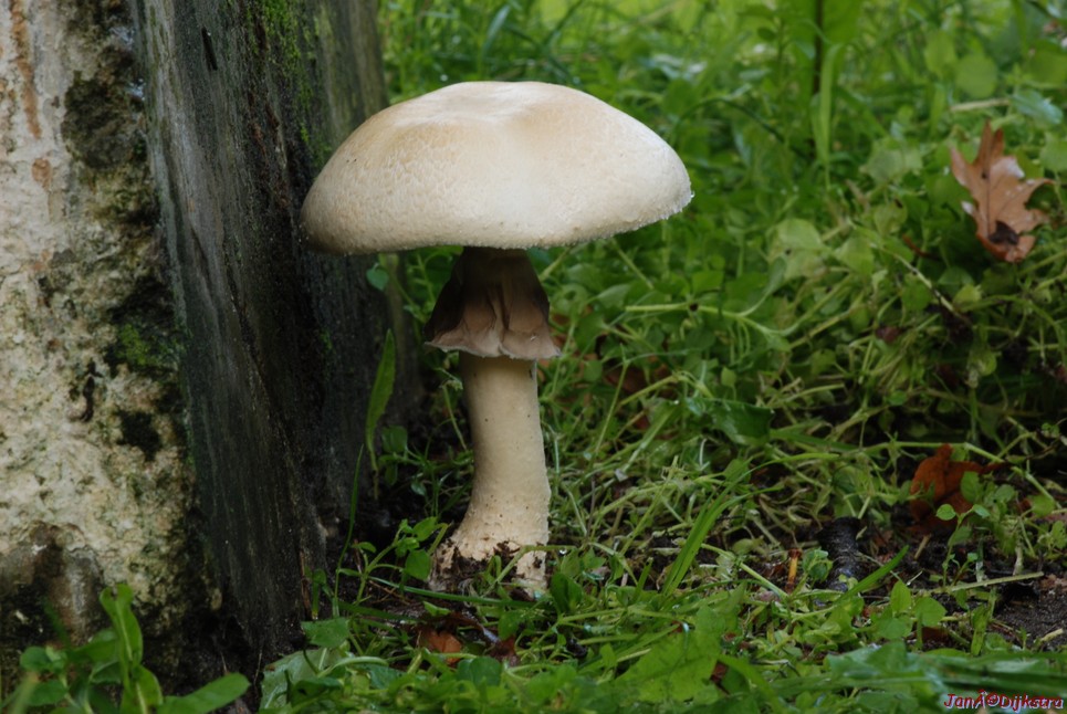 DSC_0023.JPG