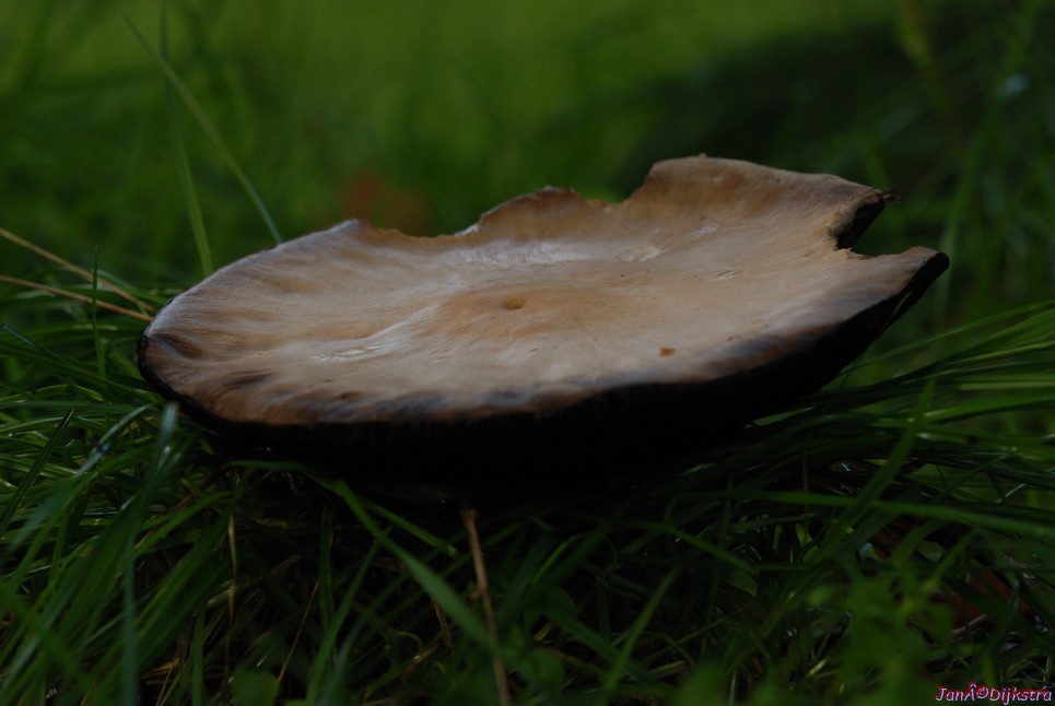 DSC_0024.JPG