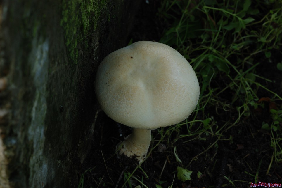 DSC_0028.JPG