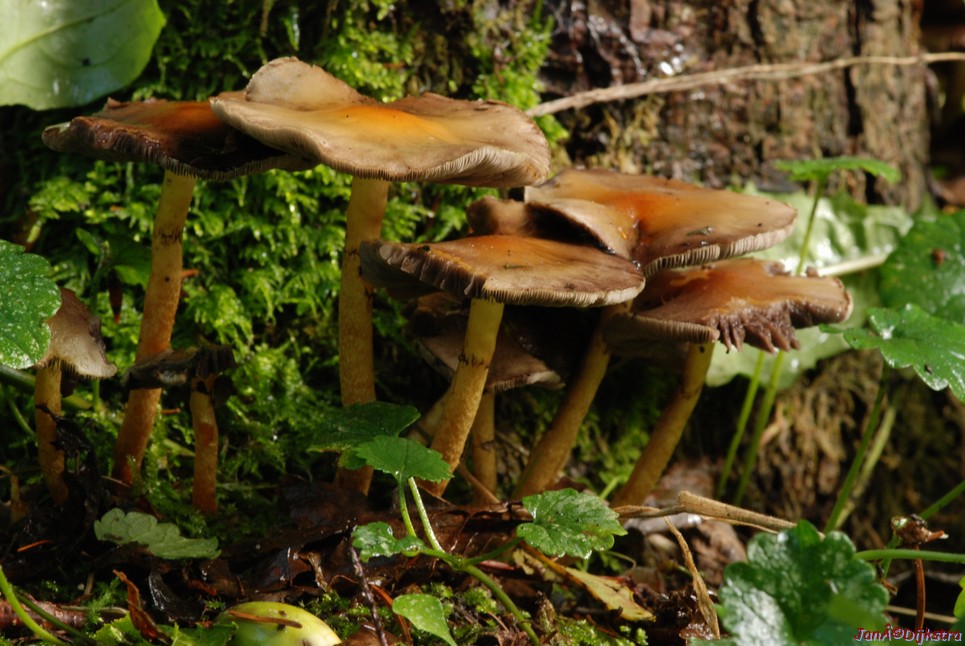 DSC_0052.JPG