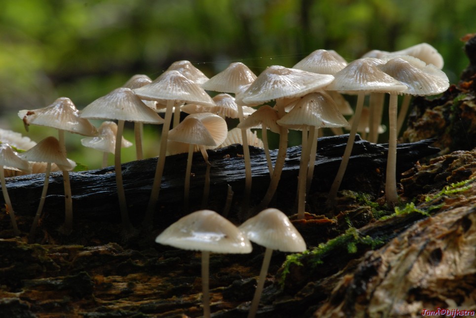 DSC_0054.JPG
