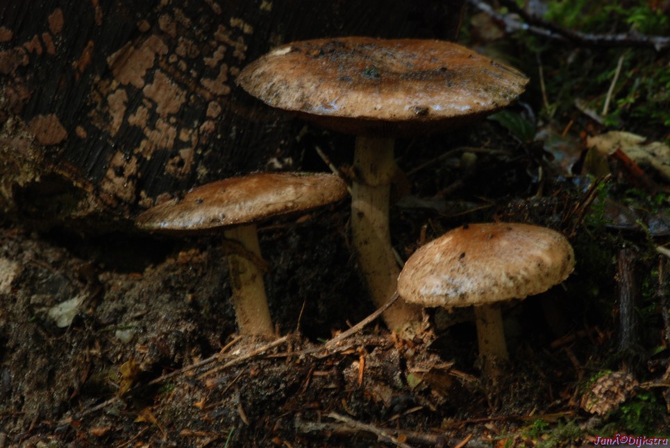 DSC_0079.JPG