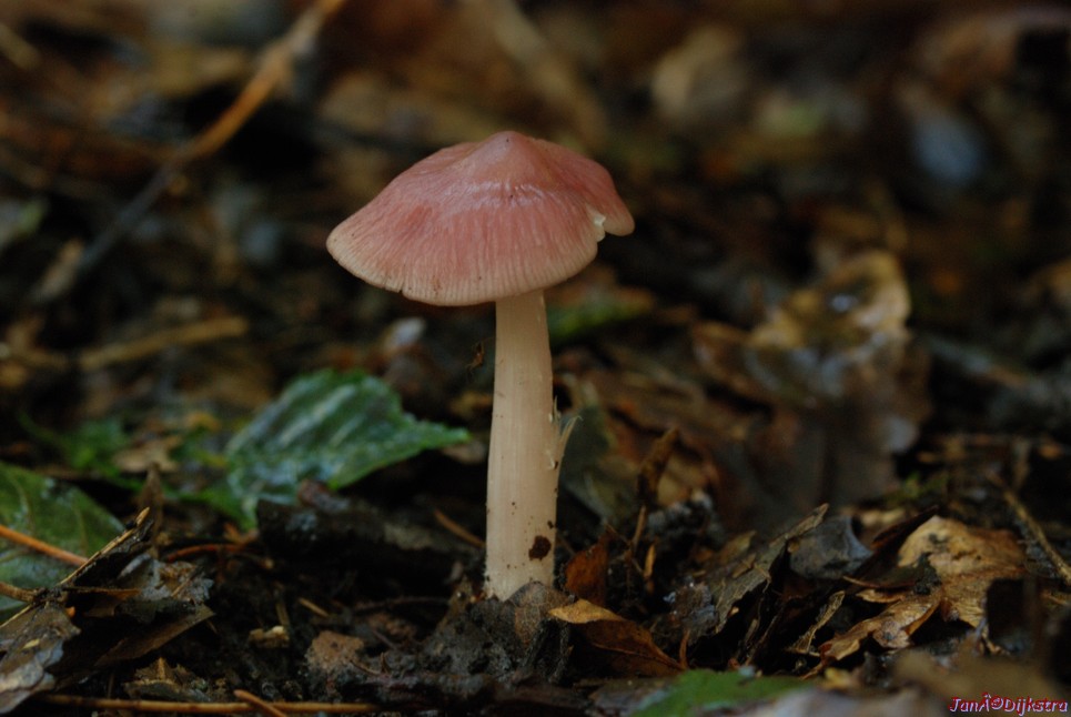 DSC_0086.JPG