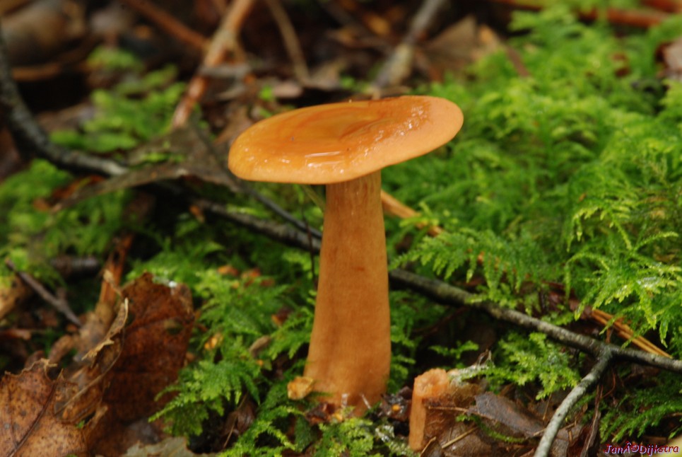 DSC_0116.JPG