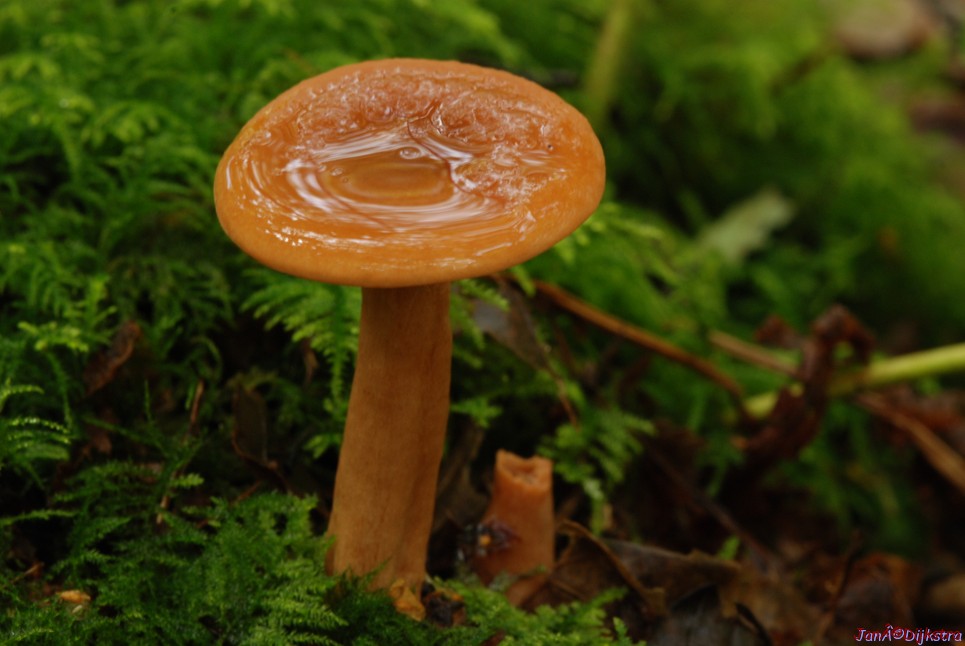DSC_0124.JPG