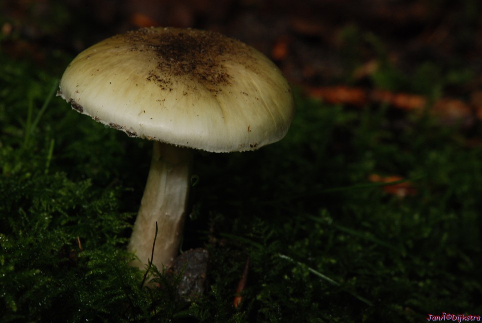 DSC_0131.JPG
