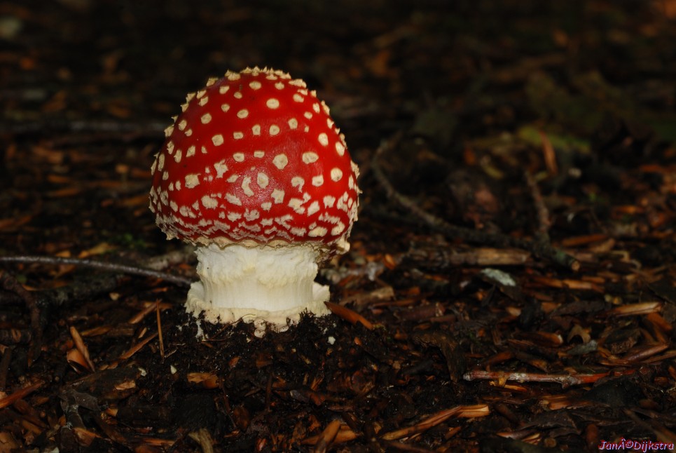 DSC_0136.JPG