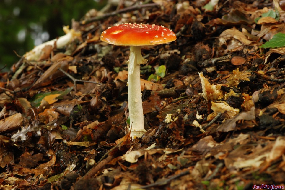 DSC_0144.JPG