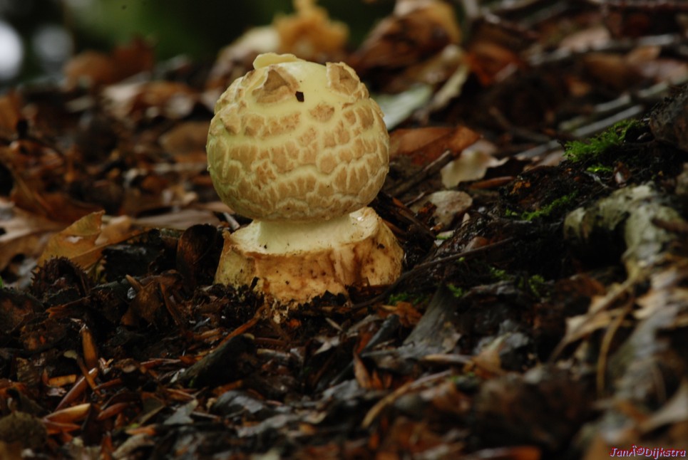 DSC_0148.JPG