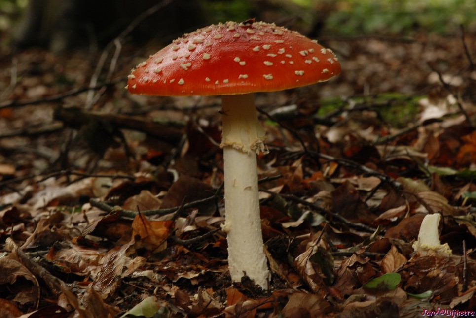 DSC_0160.JPG