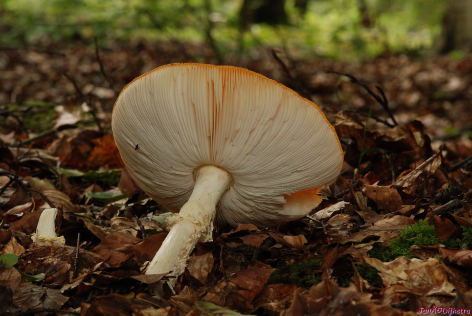DSC_0163.JPG