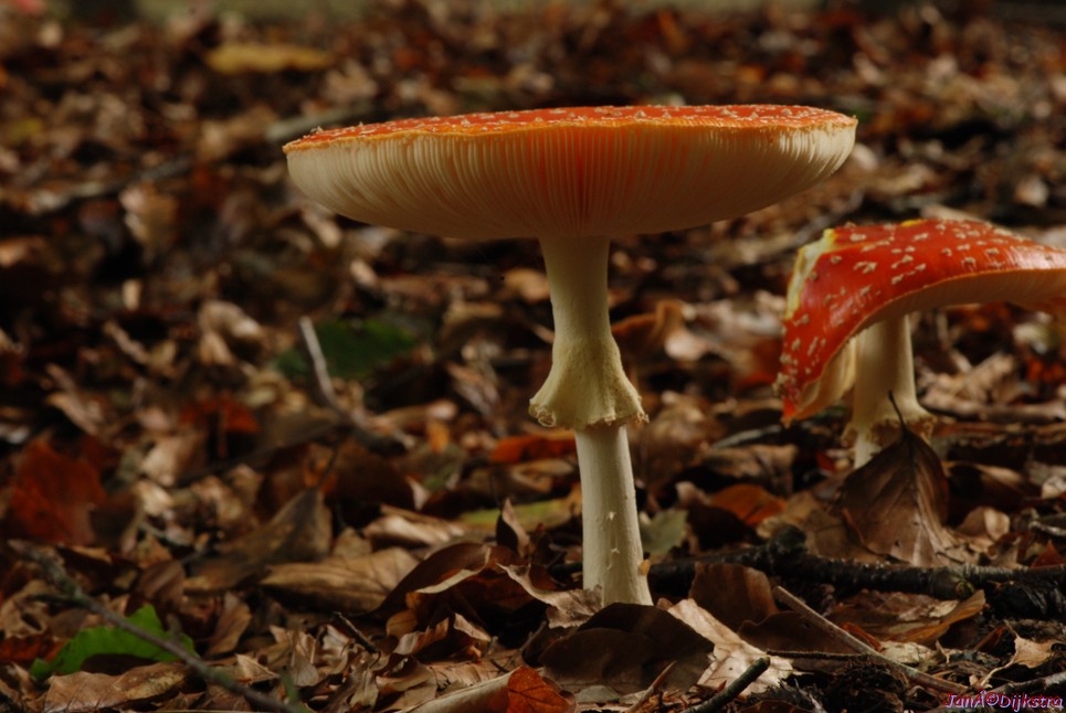 DSC_0165.JPG
