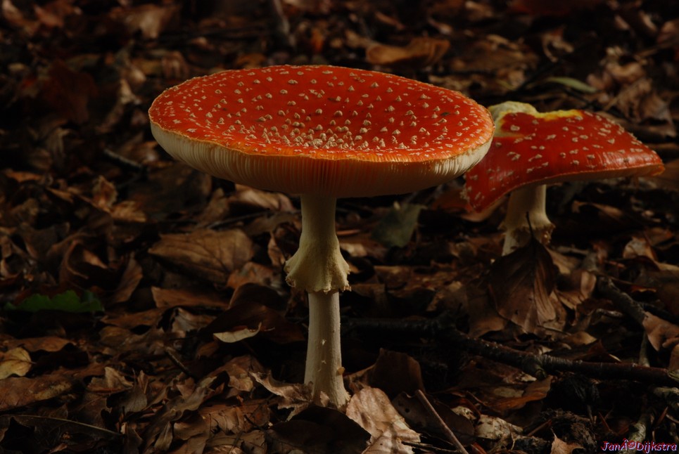 DSC_0166.JPG