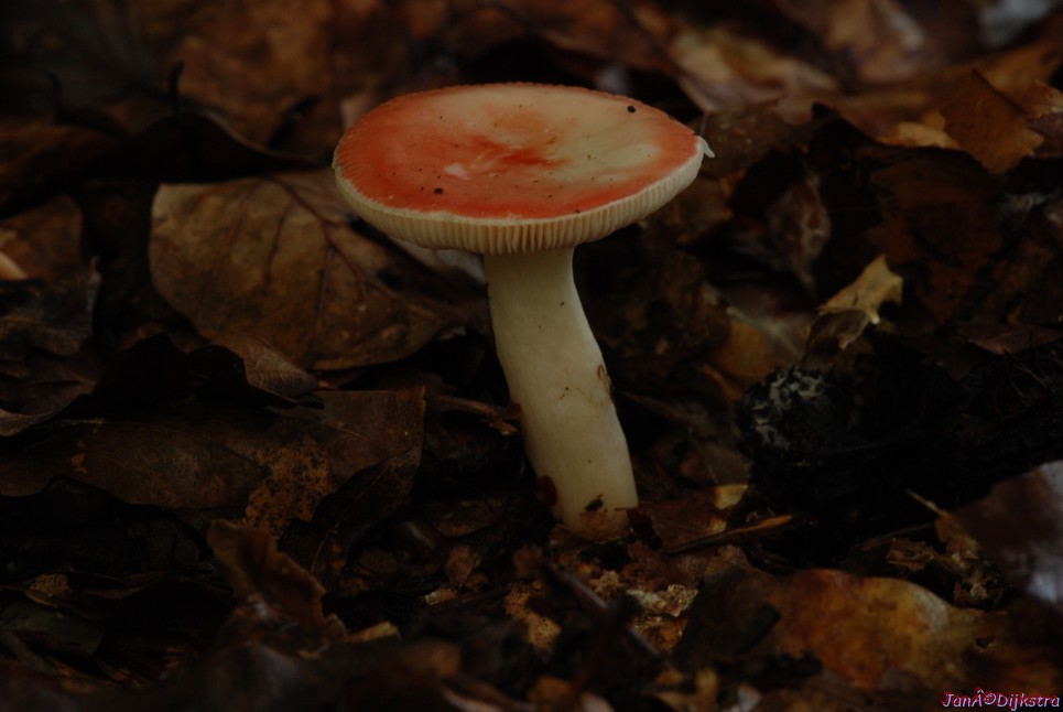 DSC_0170.JPG