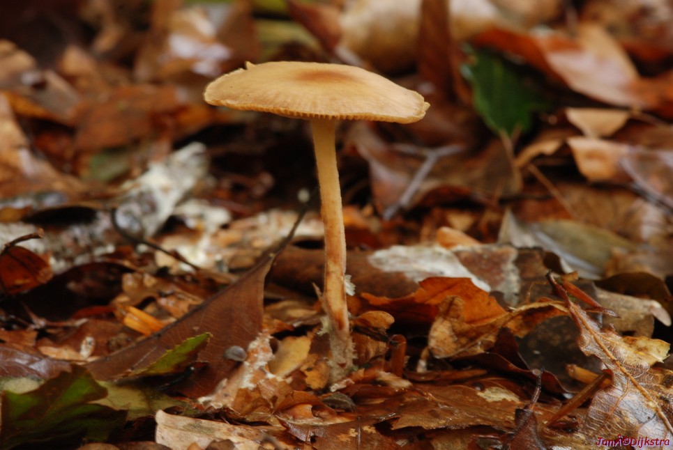 DSC_0171.JPG