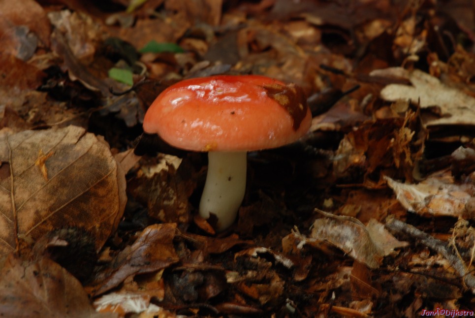 DSC_0175.JPG