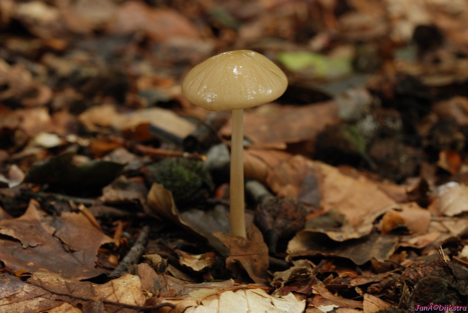 DSC_0182-1.JPG