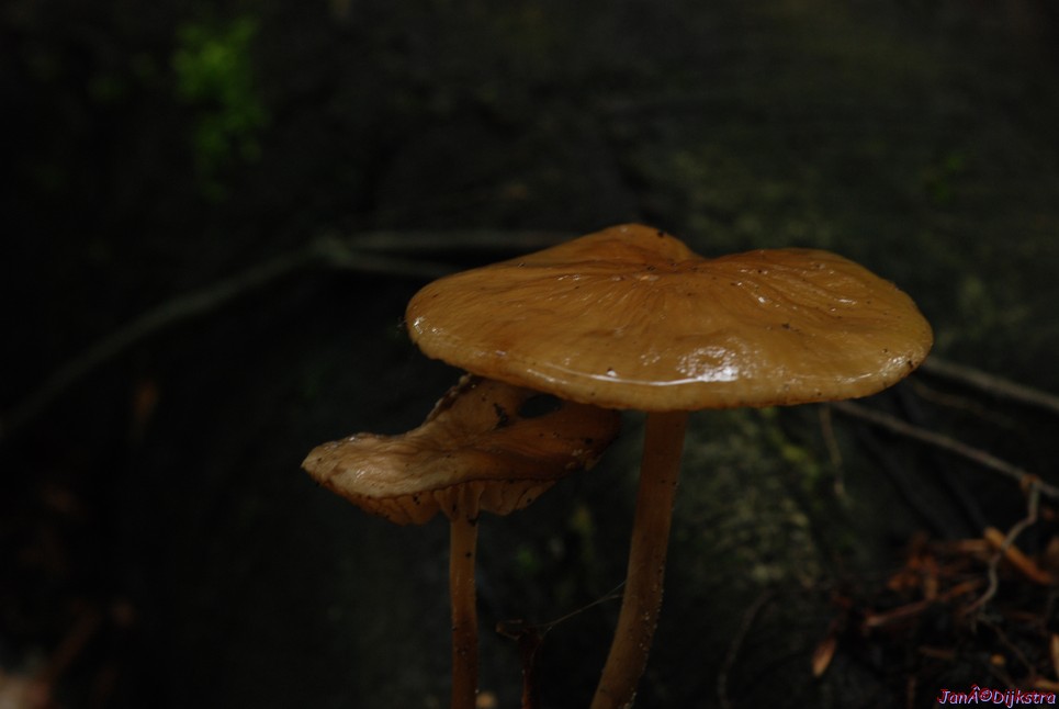 DSC_0185.JPG