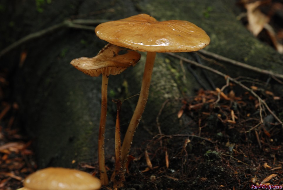 DSC_0187-1.JPG