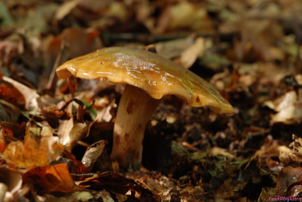 DSC_0191.JPG