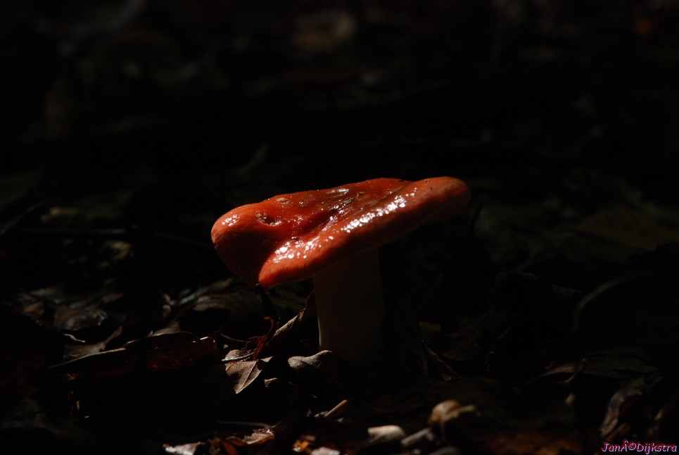 DSC_0192.JPG