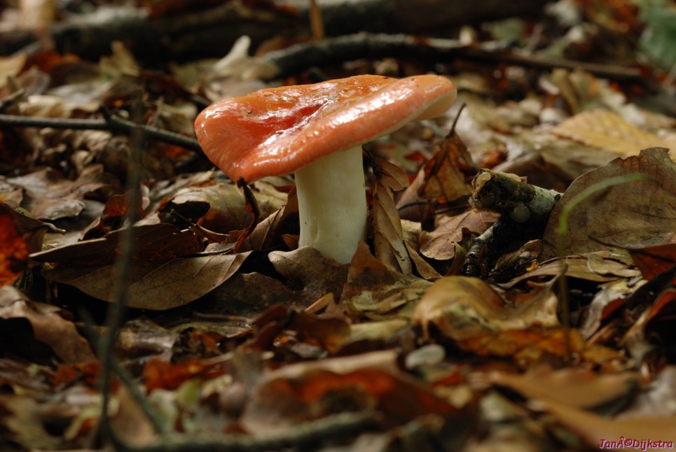 DSC_0193-1.JPG