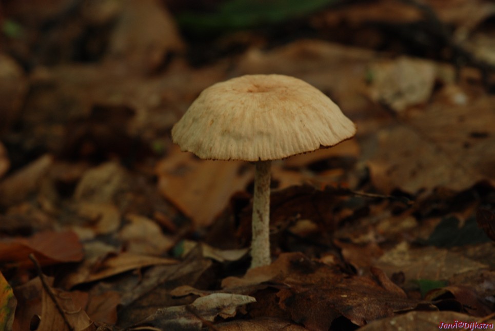 DSC_0197.JPG