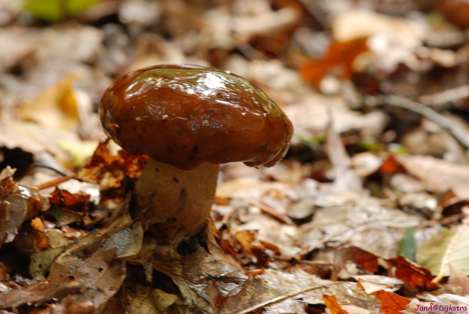 DSC_0200.JPG