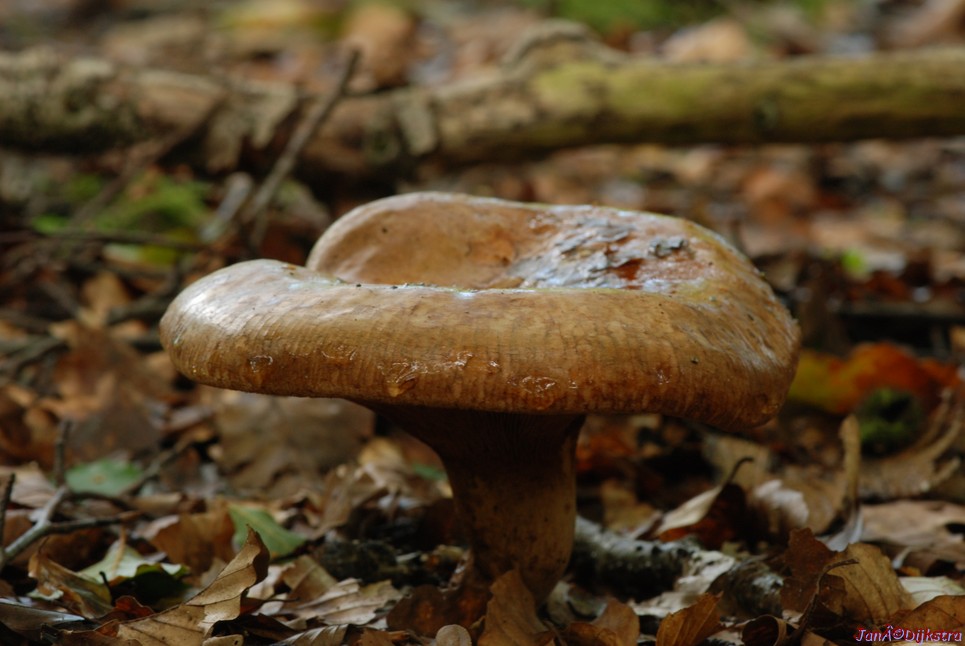 DSC_0201.JPG