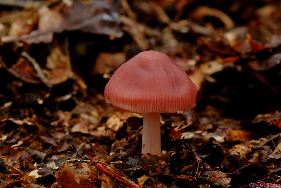 DSC_0216.JPG