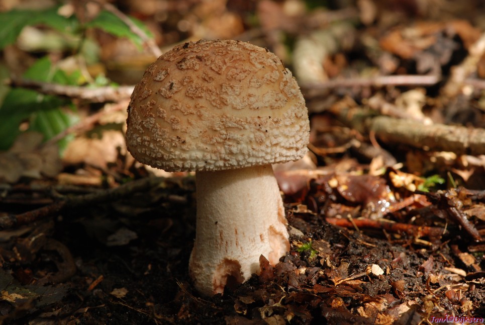 DSC_0221.JPG