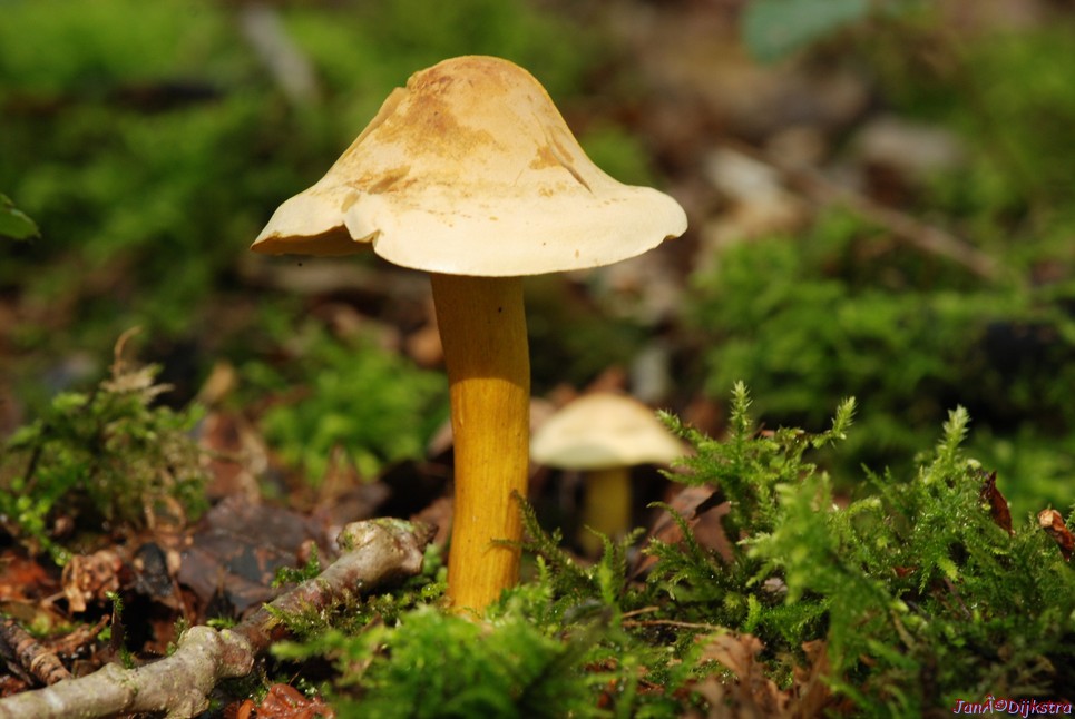 DSC_0226.JPG