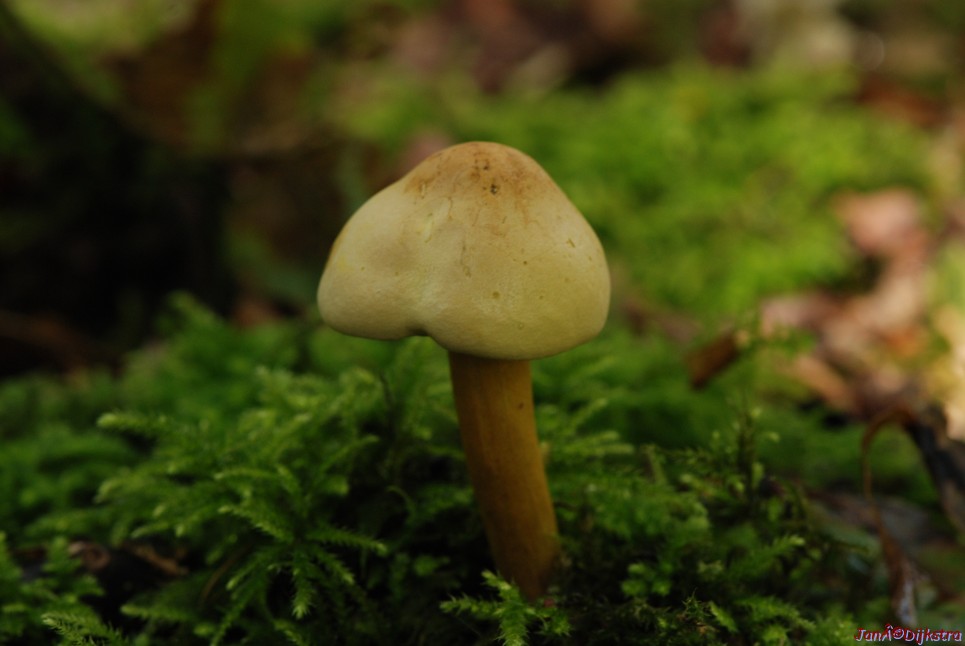 DSC_0229.JPG