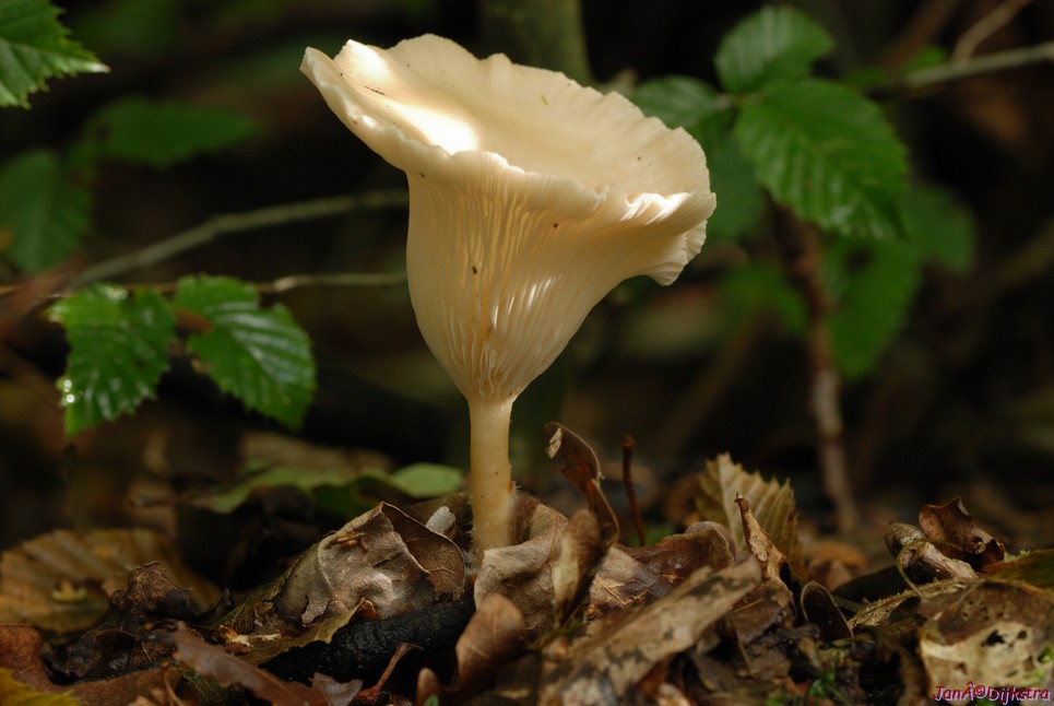 DSC_0231.JPG