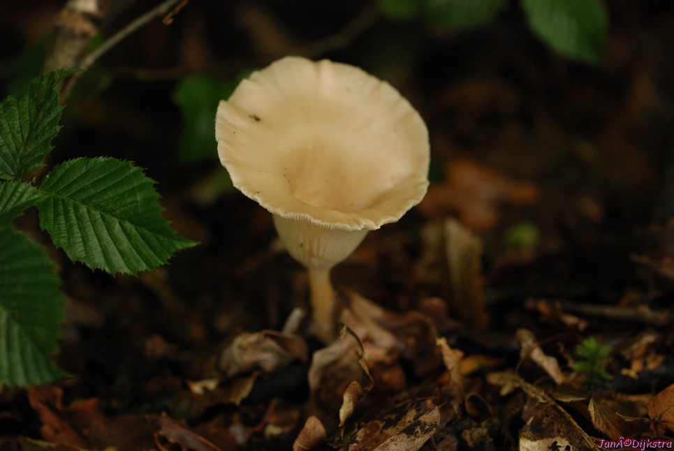 DSC_0235.JPG