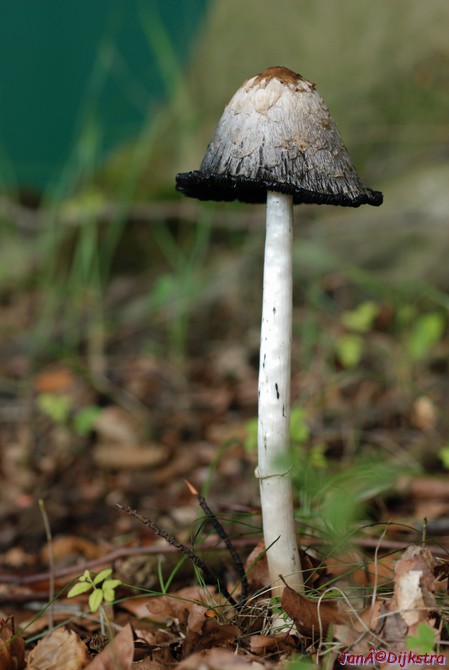 DSC_0241.JPG