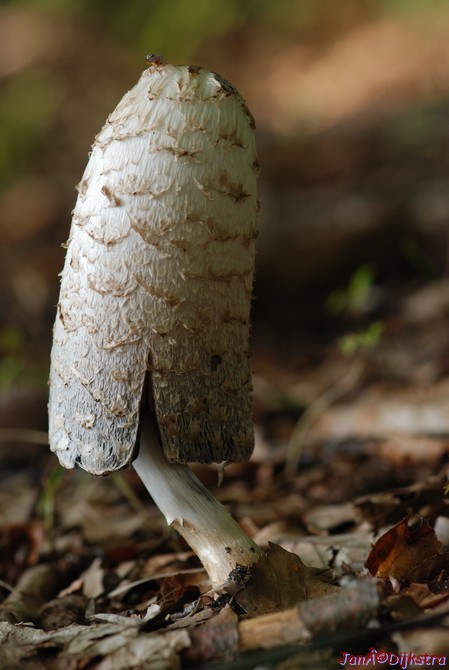 DSC_0248.JPG