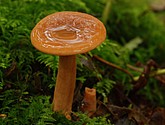 DSC_0124.JPG