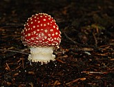DSC_0136.JPG