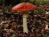 DSC_0160.JPG