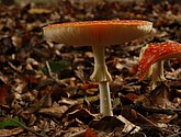 DSC_0165.JPG