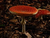 DSC_0166.JPG