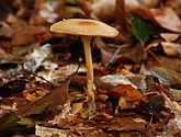 DSC_0171.JPG
