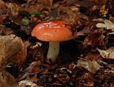 DSC_0175.JPG