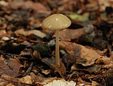 DSC_0182-1.JPG