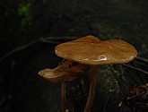 DSC_0185.JPG