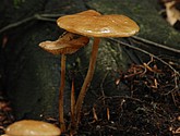 DSC_0187-1.JPG