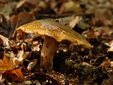 DSC_0191.JPG