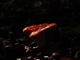 DSC_0192.JPG